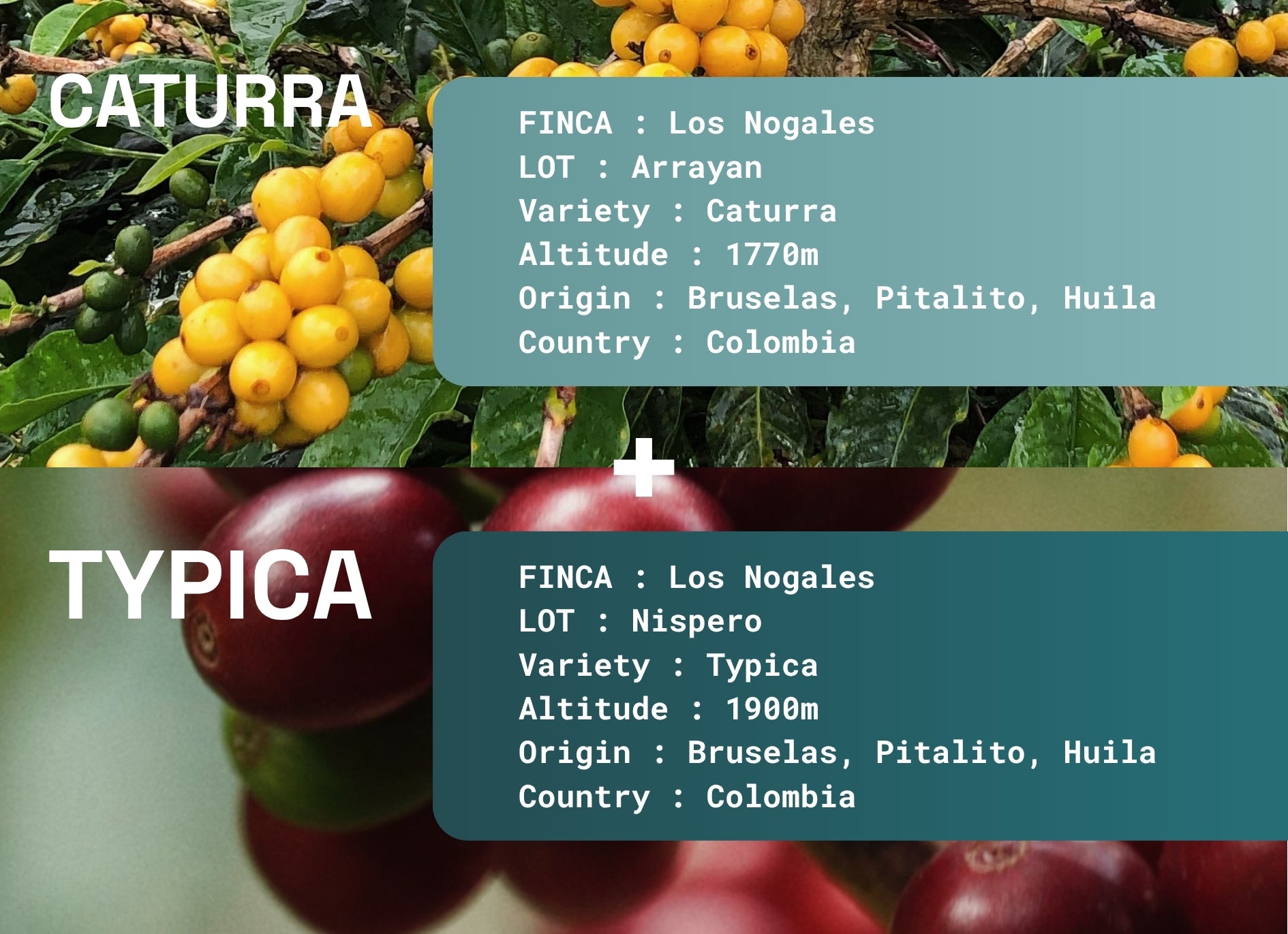 Pack exploration | GOURMAND + FUNKY